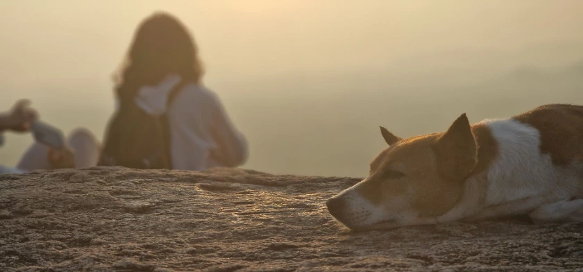 Dog sleeping on rock at sunset with person looking at view in background
