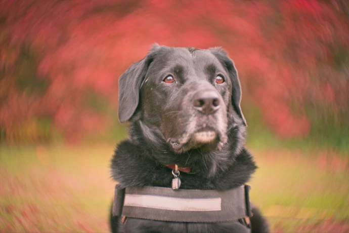 Artistic portrait of black Labrador with swirly bokeh effect using vintage lens
