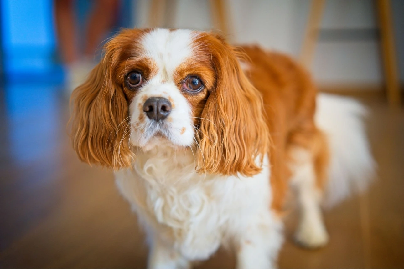 Cavalier King Charles Spaniel looking at camera