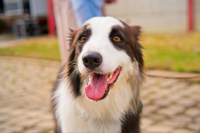 Border Collie dog smiling at camera in park