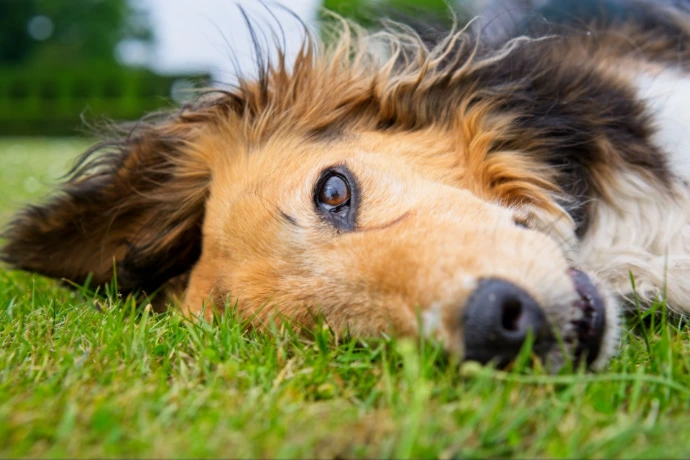 Spaniel dog lying on grass looking at camera