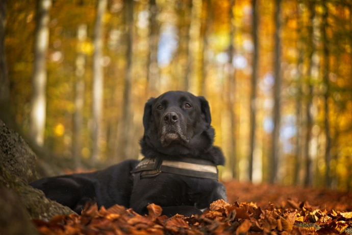 Black Labrador dog lying in autumn leaves in forest