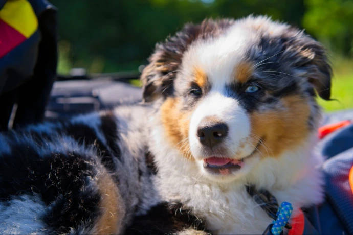 Bernese Mountain Dog puppy sitting on grass looking at camera